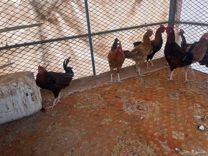 للبيع ديكه بلديه 11