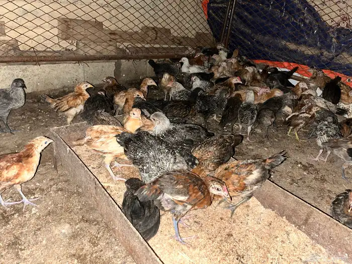 دجاج فقاسه الحد من 5 غير قابل من اللاتفاوض 0