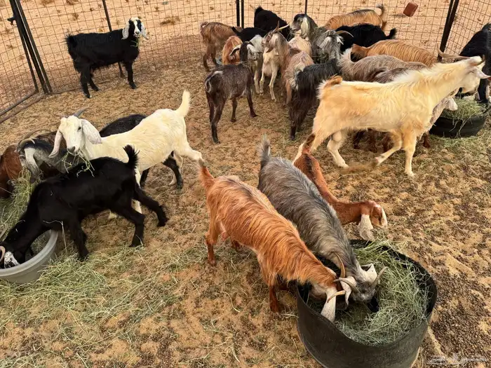 معزاء جنوبيه العدد 24 مع فحلها فيها ثنتين والده والباقي دفي 6