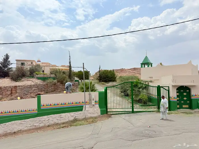 القط العسيري 12
