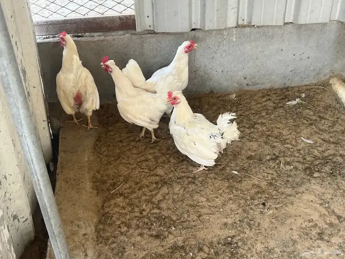 يوجد طقم دجاج اربع حبات 3 ابيض وحبة بني مع ديك ابيض للبيع 0