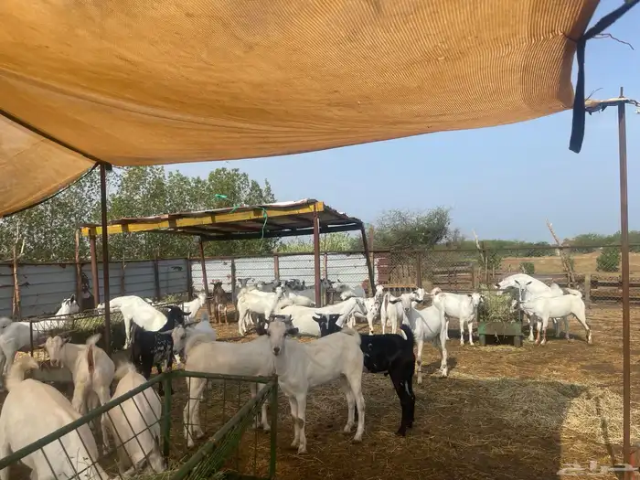 تيوس ذبايح جدعان 2