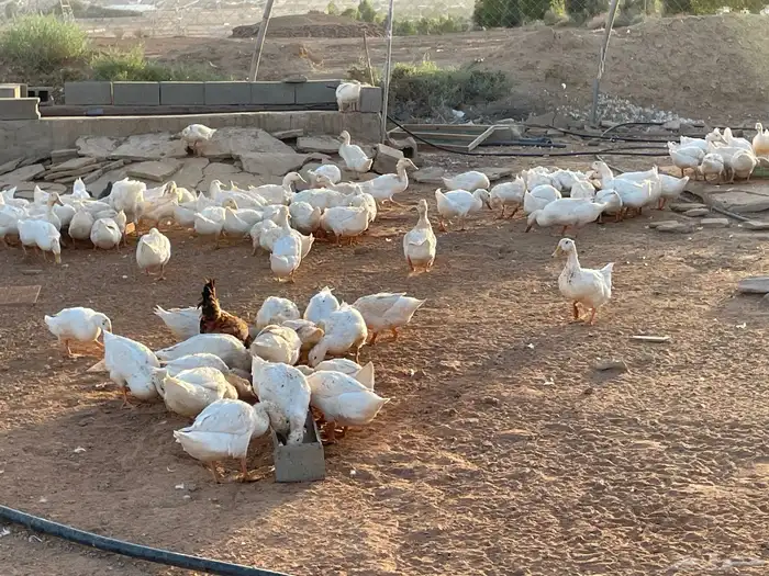 بط بكيني بياض 1