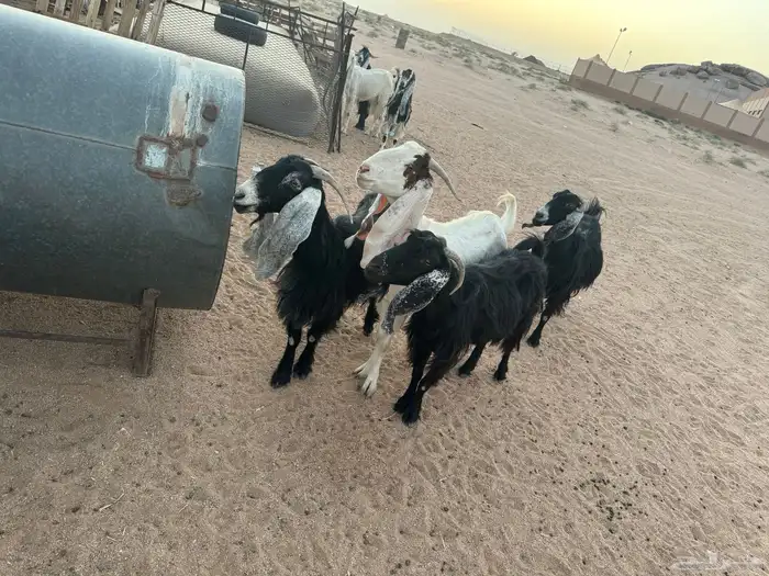 معزاء 0