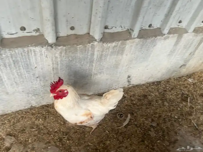 يوجد طقم دجاج اربع حبات 3 ابيض وحبة بني مع ديك ابيض للبيع 2