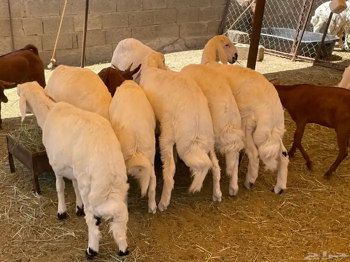 للبيع 19 خروف و 3 تيوس 1
