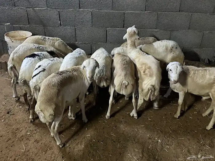 رفيديات جذعان شرط 0