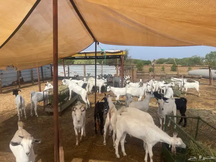 تيوس ذبايح جدعان 1