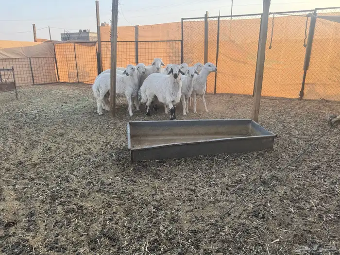 طليان 3