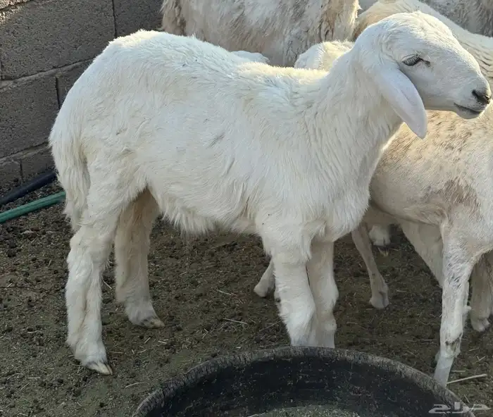بهم للبيع الموقع الجمش 0