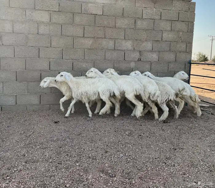 ارخال حريات صنف 0