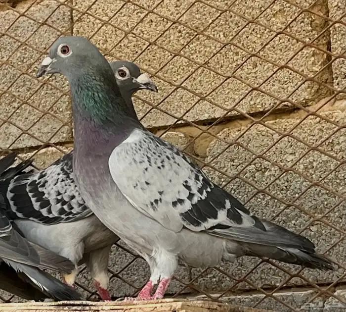 زواجل سباق فاخره 6