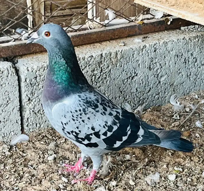 زواجل سباق فاخره 7