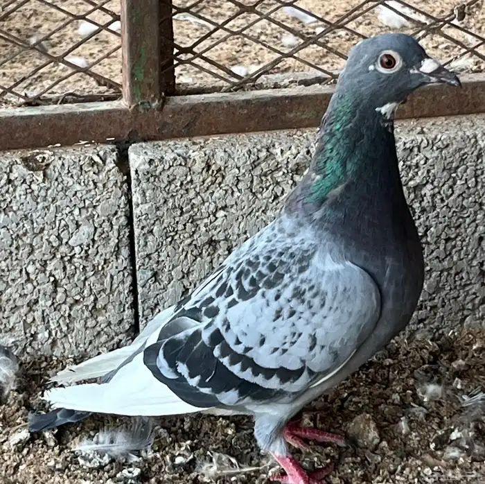 زواجل سباق فاخره 2