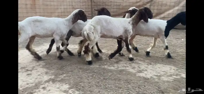 للبيع 5 رخال نعيم فاخره 2
