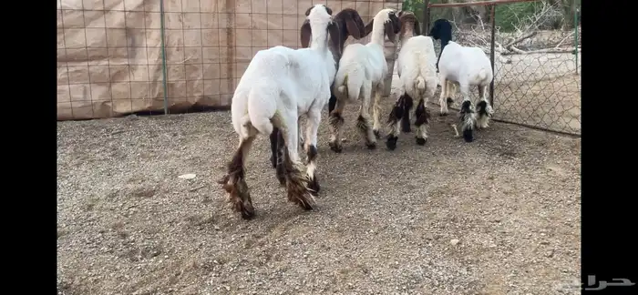 للبيع 5 رخال نعيم فاخره 9
