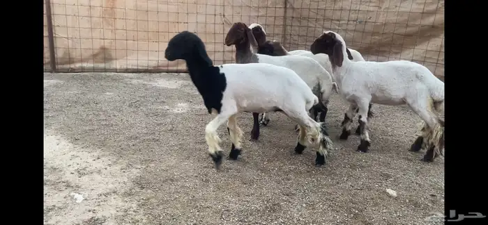 للبيع 5 رخال نعيم فاخره 6