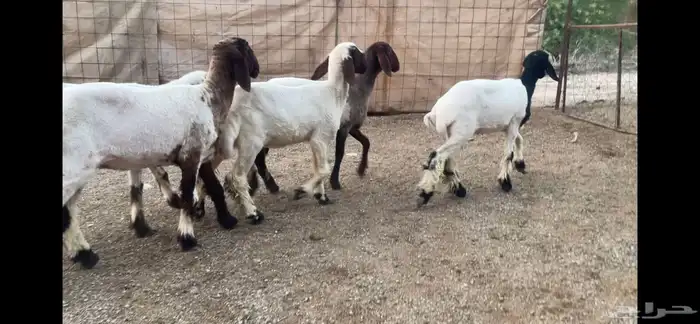 للبيع 5 رخال نعيم فاخره 0