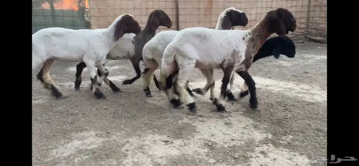 للبيع 5 رخال نعيم فاخره 3