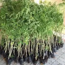 شتله المورينقا او ألبان 1