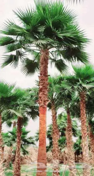 نخل واشنطني زينه واشنطن للبيع والتوريد 8