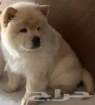 كلب تشاو تشاو .. 2