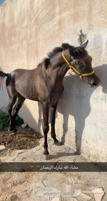 حصان شعبي 3