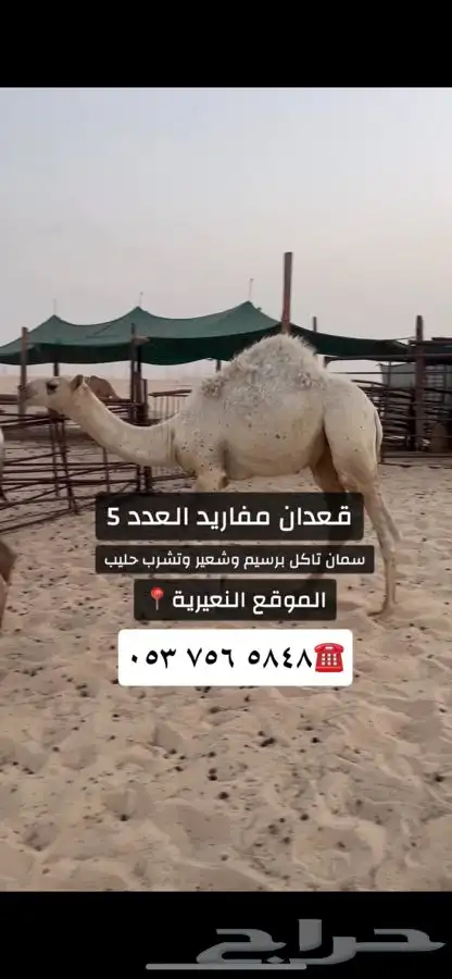 قعدان مفاريد 0