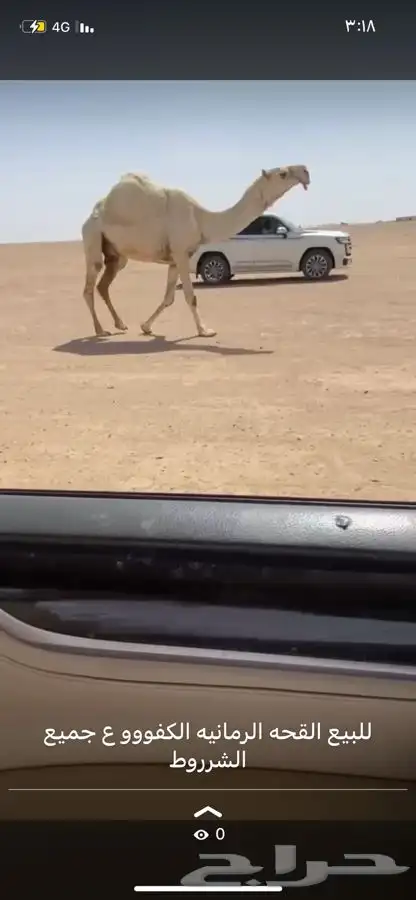 للبيع القحة 0
