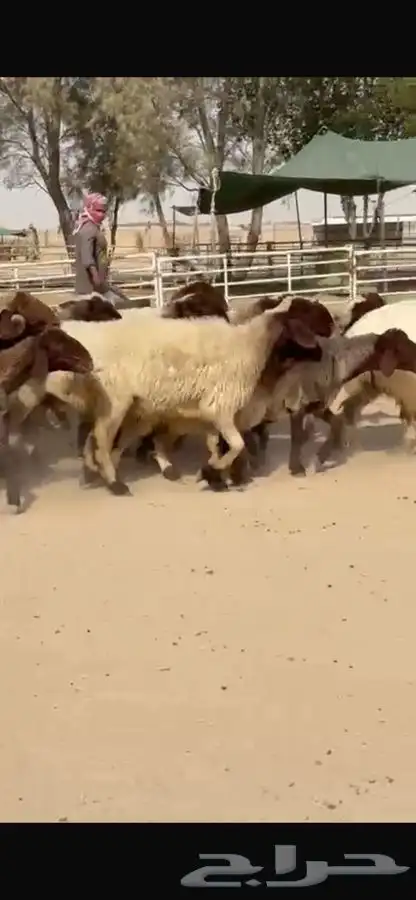 غنم نعيم طيبه 12