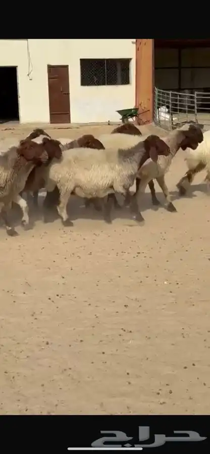 غنم نعيم طيبه 2