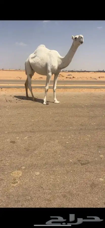ضروبه وضحاء كفو 2
