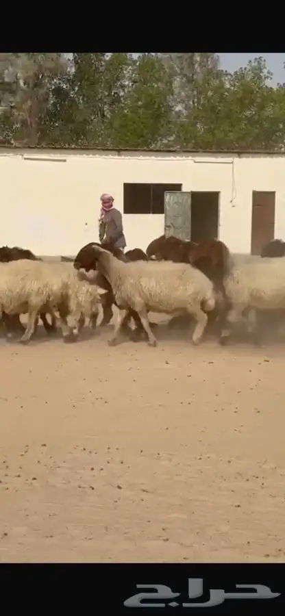 غنم نعيم طيبه 20