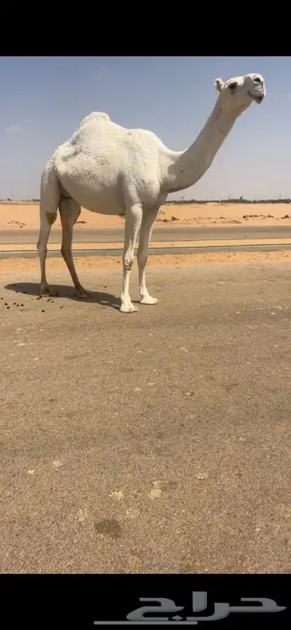 ضروبه وضحاء كفو 1