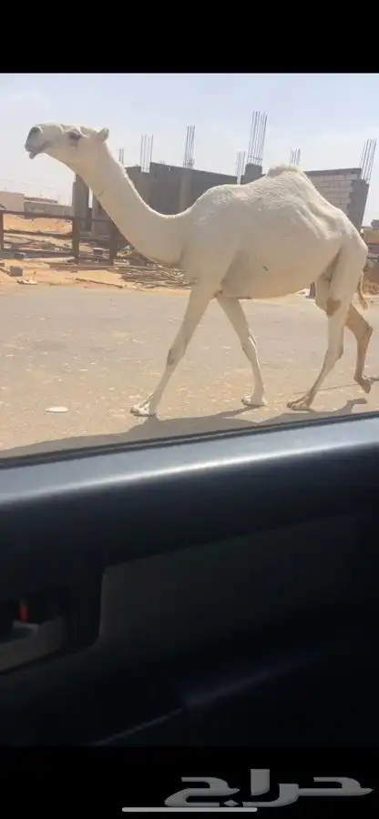 ضروبه وضحاء كفو 3