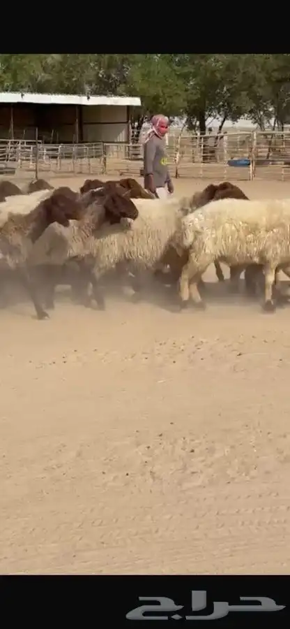 غنم نعيم طيبه 7