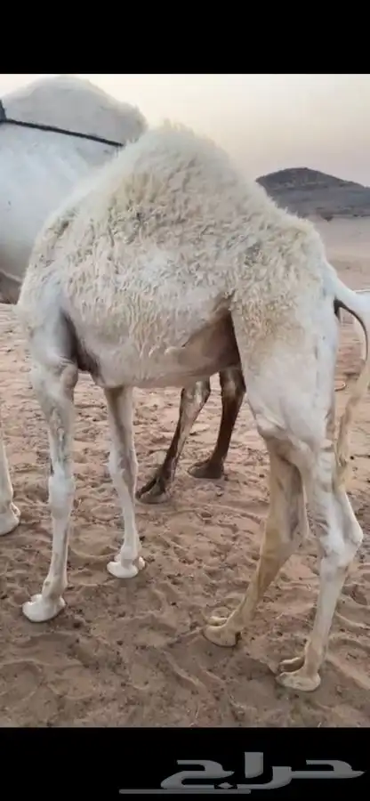قعدان 3