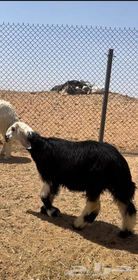 ذبايح نجد بريه وطيبه 1