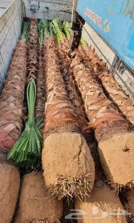 نخل واشنطني زينه واشنطن للبيع والتوريد 7