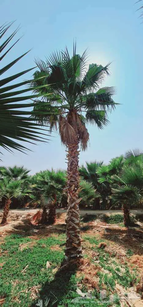 نخل واشنطني زينه واشنطن للبيع والتوريد 1