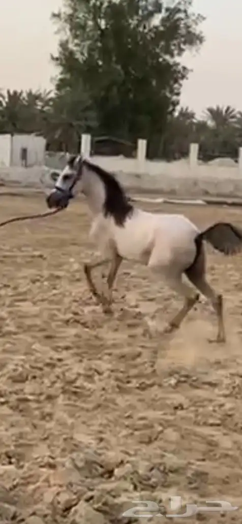 حصان عربي العمر سنه اونص للبيع 1