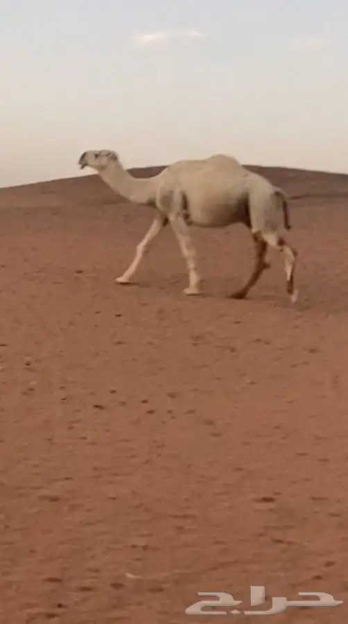 اللبيع قعود رباع 0