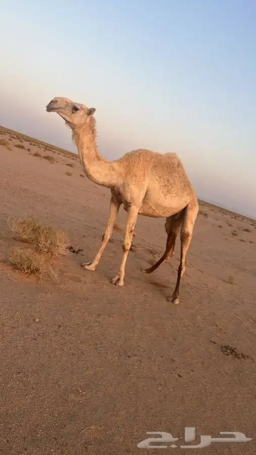 بكره رباع للبيع 1