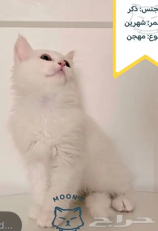 قط صغير ابيض وجميل جدا 1