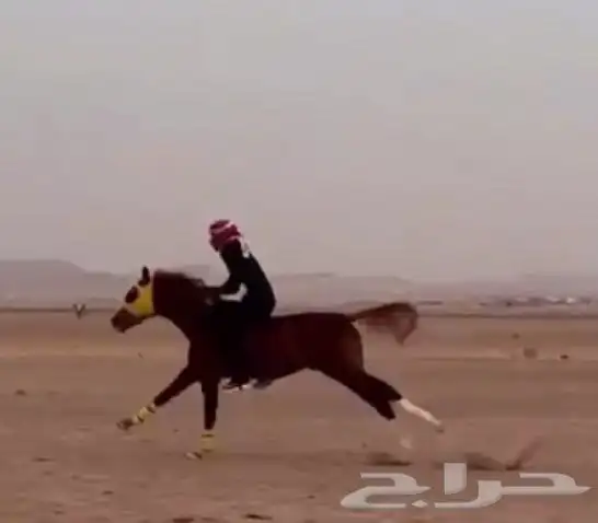 مهر شعبي فاخر 4