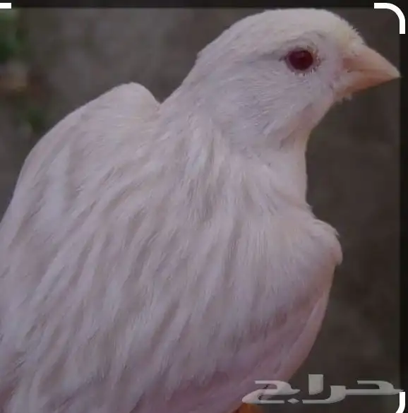 مطلوب ذكر كناري 0