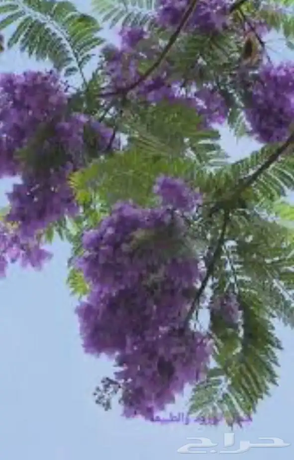 جاكرندا  شجرة الربيع المزهرة بألوان مبهج 2