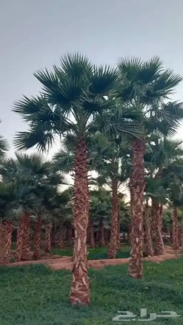 نخل واشنطني زينه واشنطن للبيع والتوريد 9