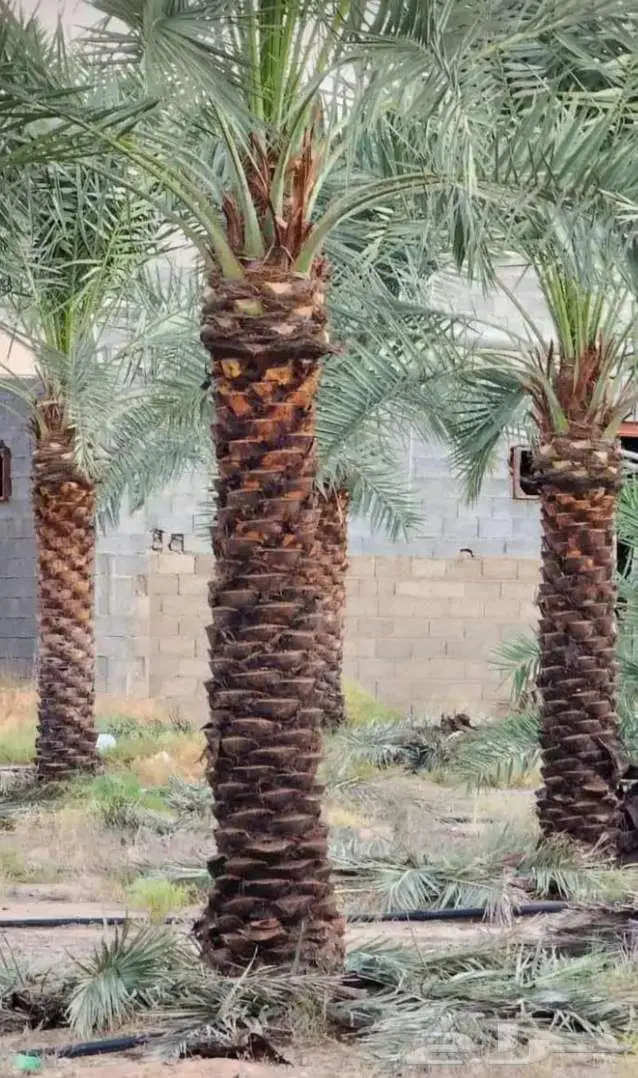 للبيع نخل فسايل فروخ نقايل واشنطني خلاص صقعي مجدول برحي سكري 4