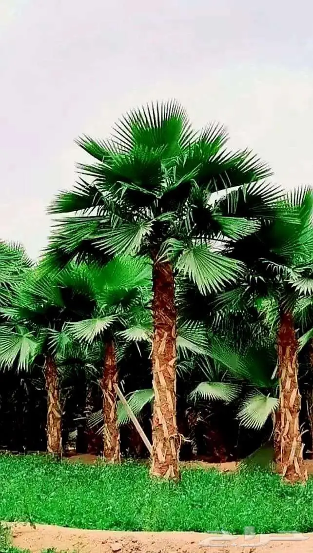نخل واشنطني زينه واشنطن للبيع والتوريد 6